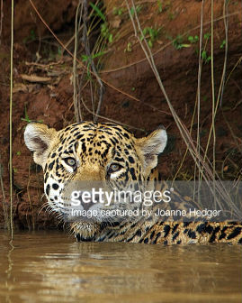 巴西秘境-潘塔纳尔 / wild Pantanal