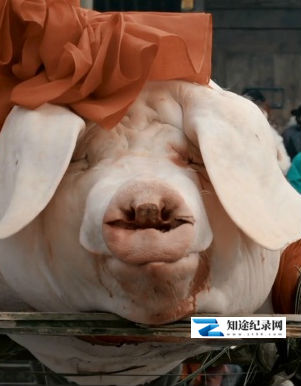 [BBC]猪之歌 Oink: Man Loves Pig-知途纪录片网盘资源下载