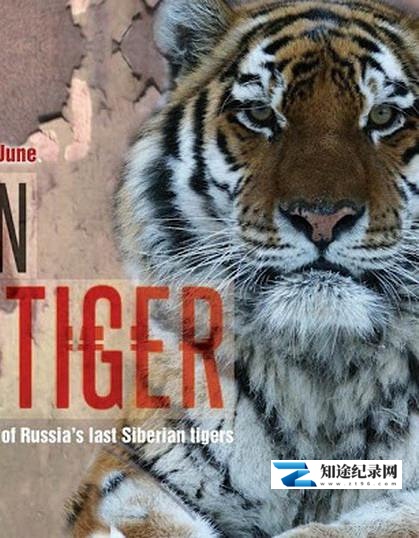 雪虎任务 / Operation Snow Tiger