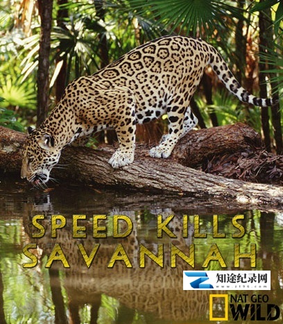 [国家地理]野生速杀令 第一季和第二季 Speed Kills season 1-2-知途纪录片网盘资源下载