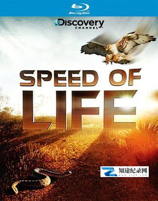 生命的速度 / Speed of Life