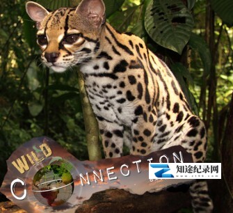 [其他]野生链 Wild Connection-知途纪录片网盘资源下载