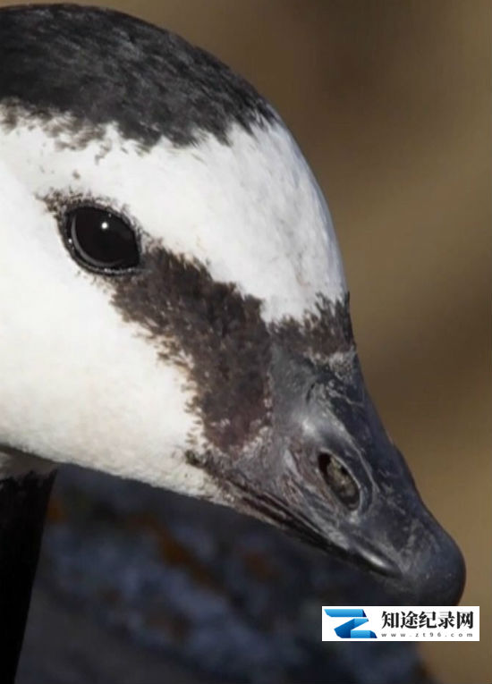 生命之旅2017 / 生命之旅2017