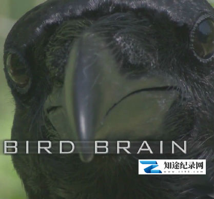 [其他]揭秘鸟类大脑 Bird Brain-知途纪录片网盘资源下载