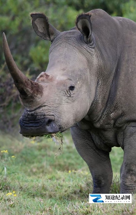 [NHK]回归的巨人印度犀 印度犀-知途纪录片网盘资源下载