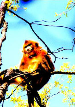 大山的精灵 / 大山的精灵