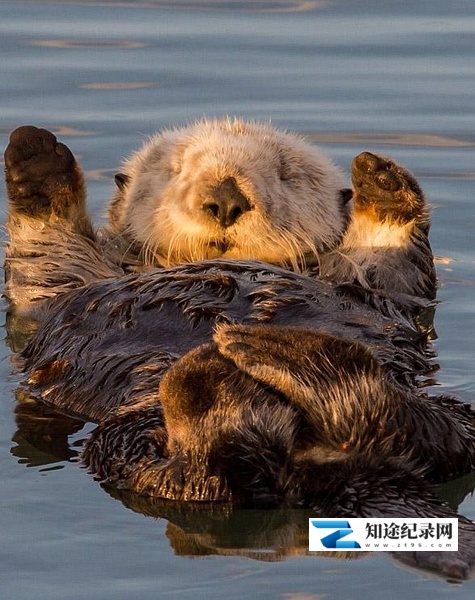 [BBC]海獭的百万宝宝 Sea Otters: A Million Dollar Baby-知途纪录片网盘资源下载