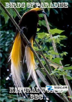天堂之鸟 / Birds of Paradise