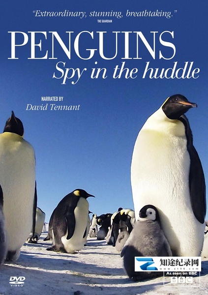 企鹅群里有特务 / Penguins