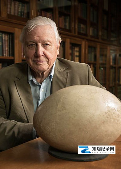 [BBC]爱登堡领略大型鸟类 Natural World: Attenborough’s Big Birds-知途纪录片网盘资源下载