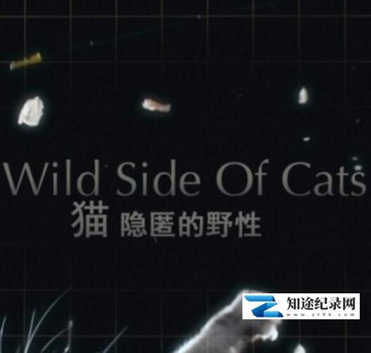 [Discovery]猫咪的狂野一面 Wild Side of Cats-知途纪录片网盘资源下载