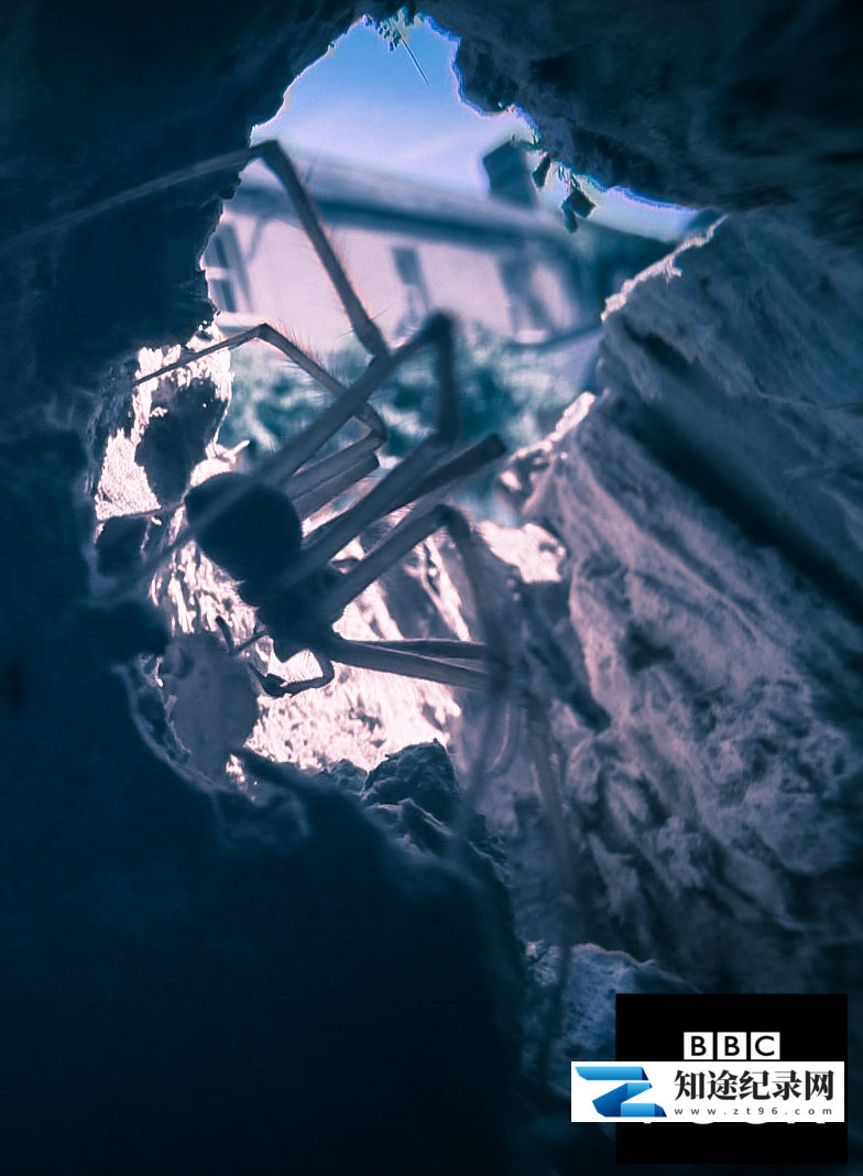 [BBC]蜘蛛屋 Spider House-知途纪录片网盘资源下载