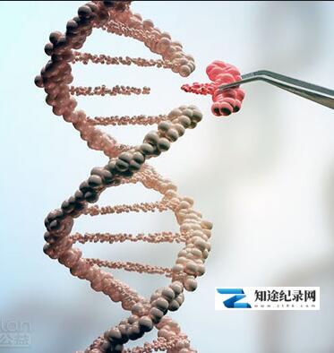 [BBC]医学大突破—编辑你的基因 医学大突破—编辑你的基因-知途纪录片网盘资源下载