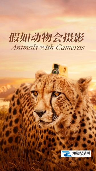 [BBC]假如动物会摄影 三集全 Animals with Cameras-知途纪录片网盘资源下载
