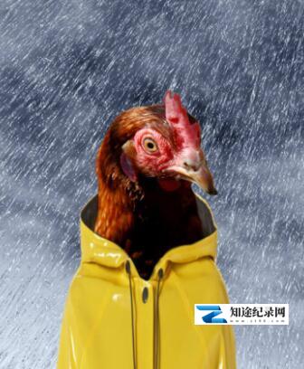 [BBC]家禽家畜私生活 第一季 The private life of chickens-知途纪录片网盘资源下载