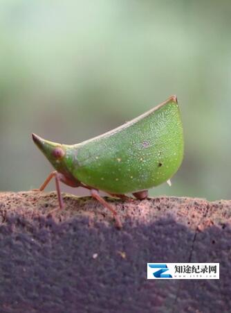 昆虫变身秀 / Mimic Treehoppers