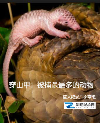 [BBC]穿山甲：被捕杀最多的动物 Pangolins The Worlds Most Wanted Animal-知途纪录片网盘资源下载
