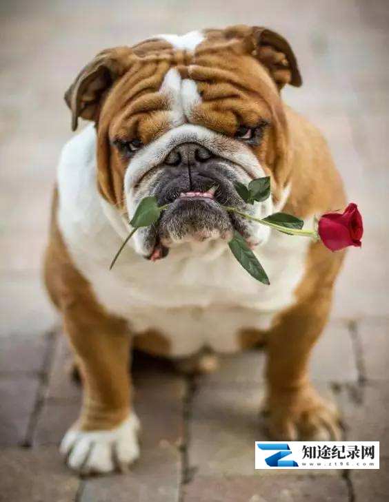 [BBC]拯救英国斗牛犬 Saving the British Bulldog-知途纪录片网盘资源下载