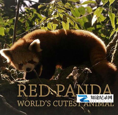 [BBC]最萌小熊猫 Red Panda: World's Cutest Animal-知途纪录片网盘资源下载