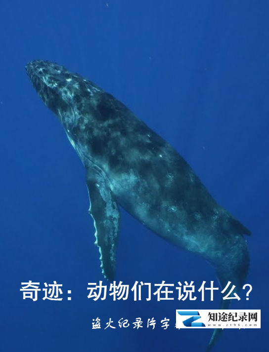[PBS]奇迹：动物们在说什么 What Are Animals Saying-知途纪录片网盘资源下载