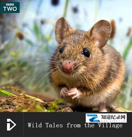 乡间趣事 / Wild Tales from the Village
