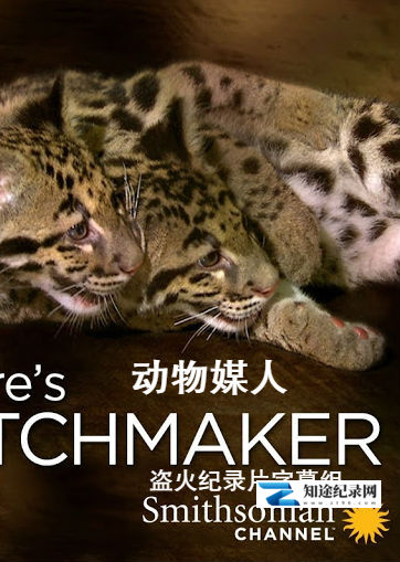 [Smithsonian]动物媒人 Nature's.Matchmaker-知途纪录片网盘资源下载