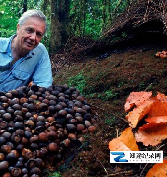 [BBC]自然世界：动物之家 The Natural World: Animal House-知途纪录片网盘资源下载