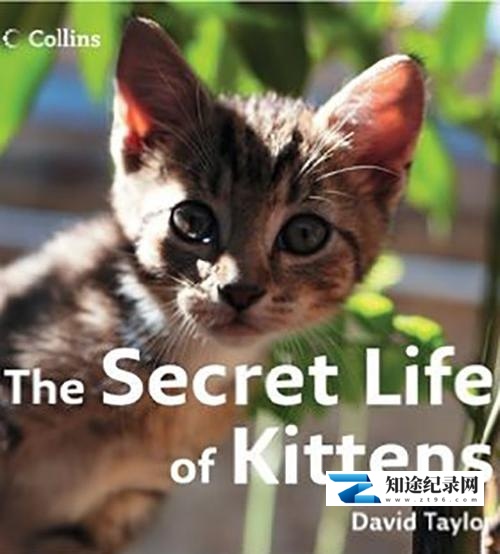 [BBC]小喵的秘密 The Secret Life of Kittens-知途纪录片网盘资源下载