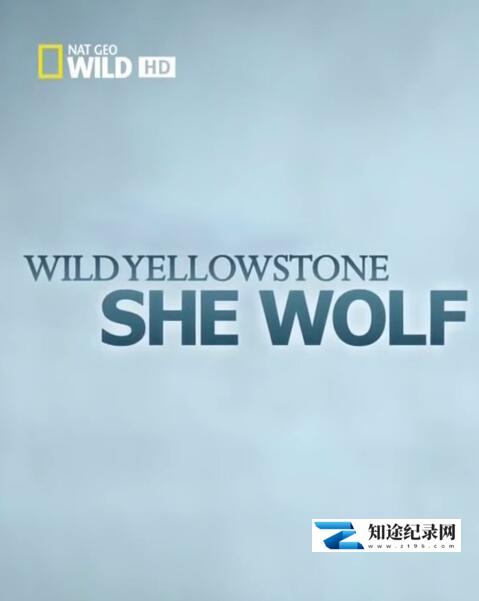 [国家地理]黄石公园的母狼王 Wild Yellowstone: She Wolf-知途纪录片网盘资源下载