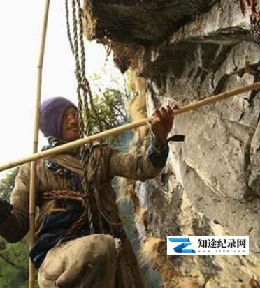 [BBC]尼泊尔采蜜人 尼泊尔采蜜人-知途纪录片网盘资源下载