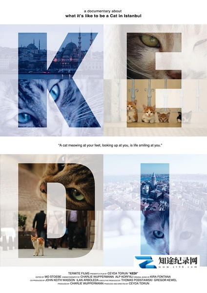 [其他]爱猫之城 Kedi / 伊斯坦布尔的猫-知途纪录片网盘资源下载