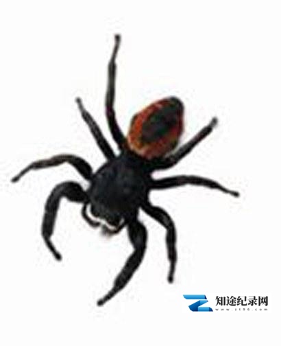 [其他]超级蜘蛛 Super Spider-知途纪录片网盘资源下载