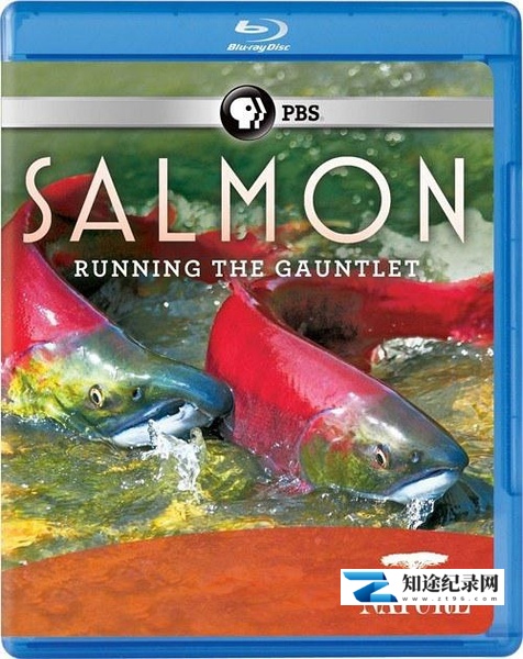 [PBS]鲑鱼：历尽艰辛 Salmon: Running the Gauntlet-知途纪录片网盘资源下载