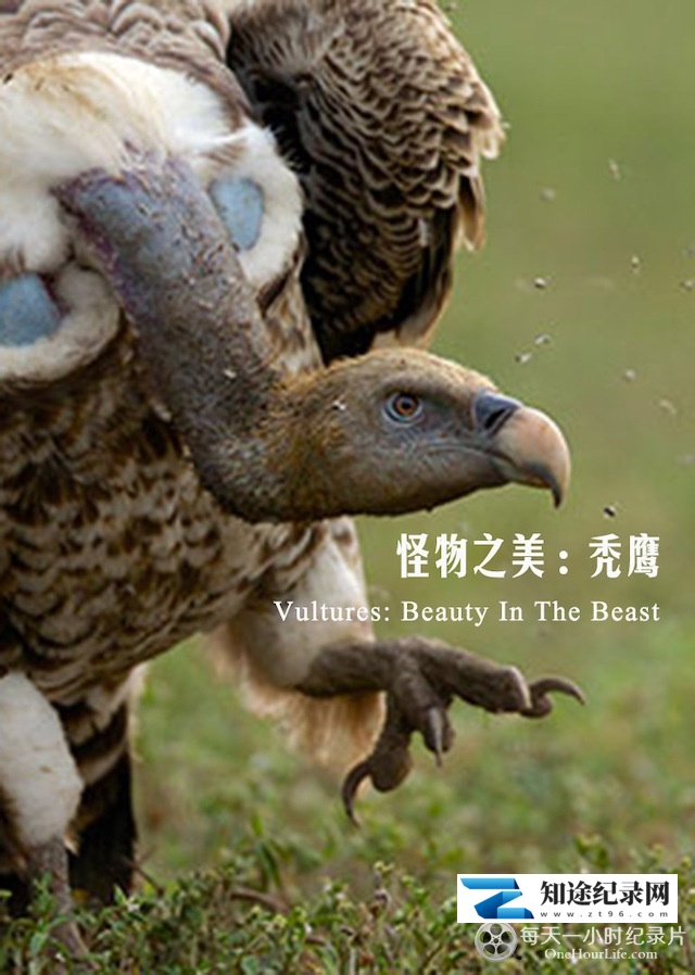 [BBC]秃鹫：野兽之美 Vultures Beauty in the Beast-知途纪录片网盘资源下载
