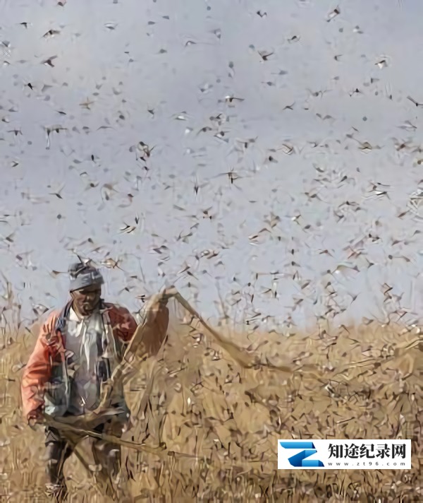 [CCTV]牧鸡治蝗 牧鸡治蝗-知途纪录片网盘资源下载