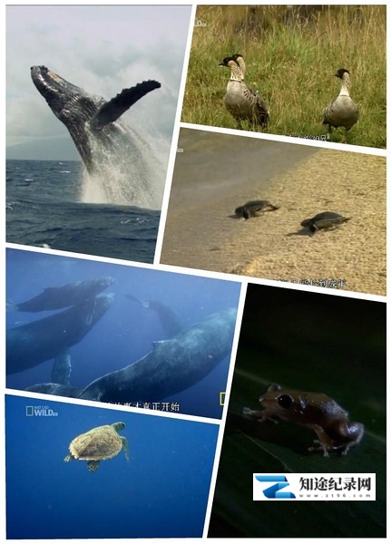 [Discovery]野性夏威夷 Wild Hawaii-知途纪录片网盘资源下载