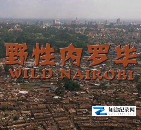 [CCTV]野性内罗毕 Wildes Nairobi - Wo Leoparden durch Gärten schleiche-知途纪录片网盘资源下载