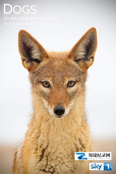 [BBC]神奇的犬科家族 Dogs: An Amazing Animal Family-知途纪录片网盘资源下载