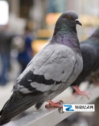 [CCTV]鸽子的秘密生活 The Secret Life of Pigeons-知途纪录片网盘资源下载