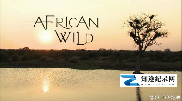 [国家地理]野性大地——非洲 African Wild-知途纪录片网盘资源下载