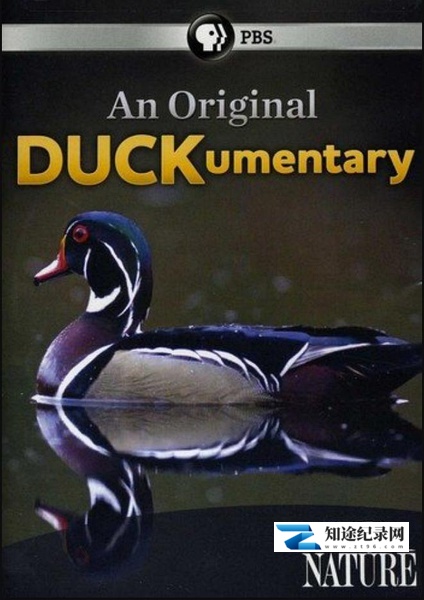 [PBS]鸭鸭世界 An Original DUCKumentary-知途纪录片网盘资源下载