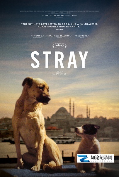 [其他]在迷途 Stray-知途纪录片网盘资源下载