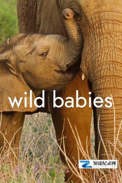 野生动物宝宝 第一季 / Wild Babies Season 1