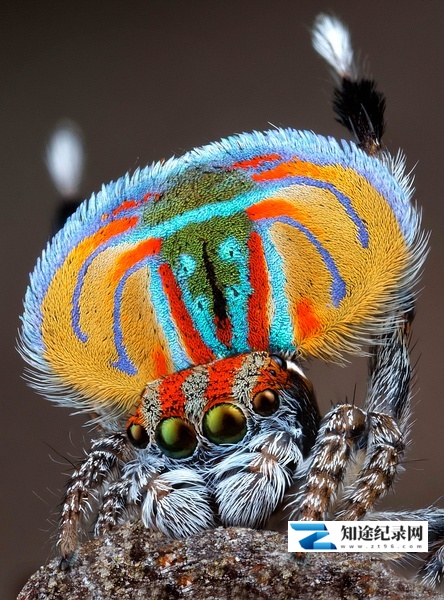 [BBC]绿野仙澳 Australia: Earth's Magical Kingdom-知途纪录片网盘资源下载