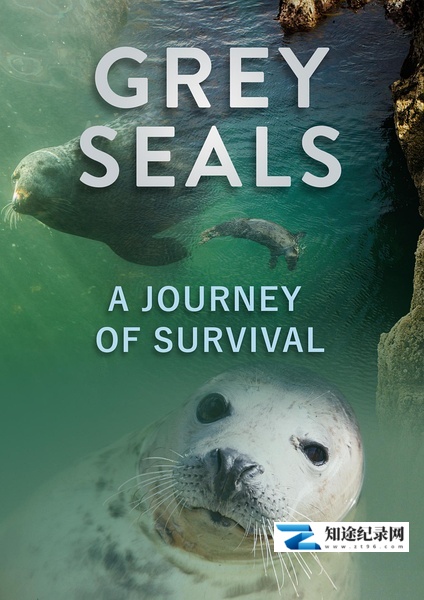 [CCTV]灰海豹的求生之旅 A Journey of Survival-知途纪录片网盘资源下载
