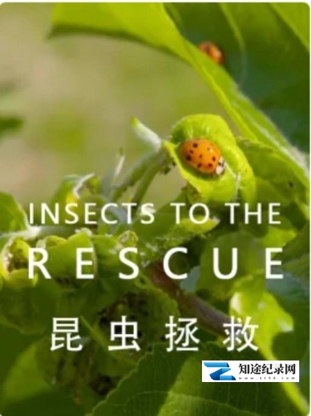 [其他]昆虫拯救 INSECTS TO THE RESCUE！-知途纪录片网盘资源下载