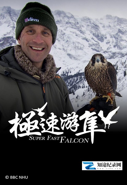 [BBC]极速游隼 Super Fast Falcon-知途纪录片网盘资源下载