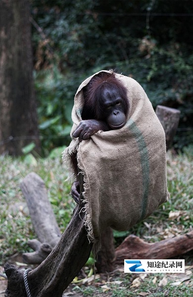 [CCTV]奇趣动物园 奇趣动物园-知途纪录片网盘资源下载
