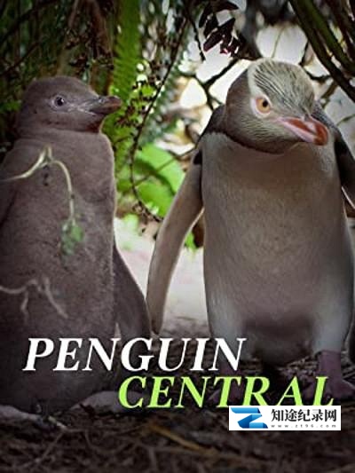 [国家地理]探秘企鹅王国 Penguin Central-知途纪录片网盘资源下载
