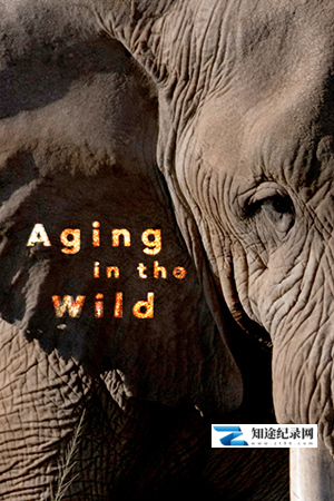 [BBC]荒野生命之歌 Aging in the Wild-知途纪录片网盘资源下载